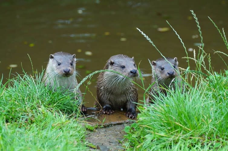 <span class="caption">The cruelty of the otter hunt.</span> <span class="attribution"><span class="source">Dave Webb/UK Wild Otter Trust</span>, <span class="license">Author provided</span></span>