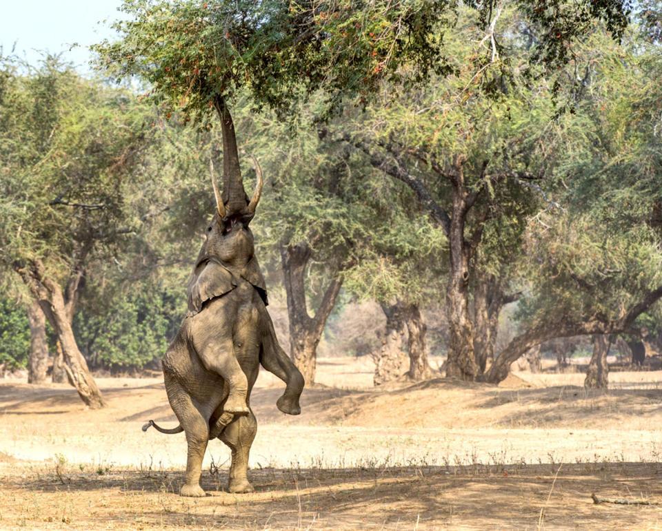 Elephant does yoga