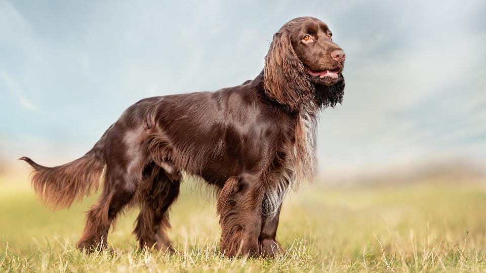 field spaniel in open air.