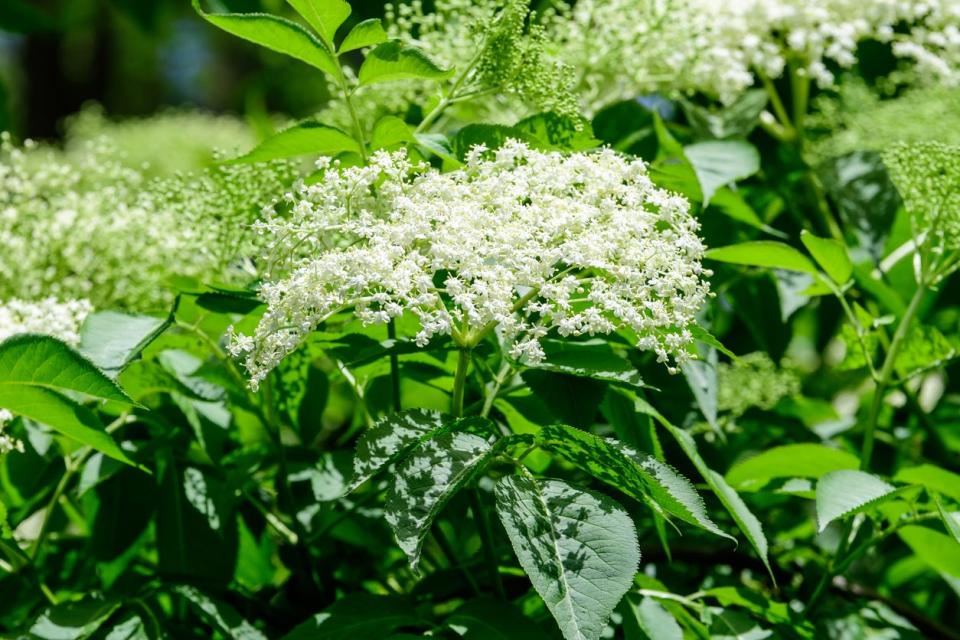 Closeup of white elderberry blossoms on an elderberry bush