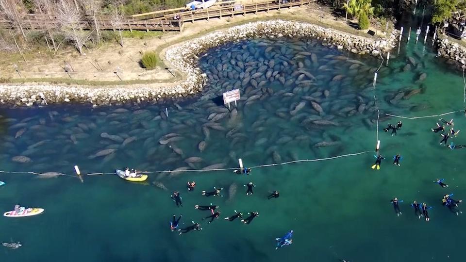 Manatees huddled along the shoreline at Three Sisters Springs, a recently renovated habitat for manatees finding refuge from cold waters.