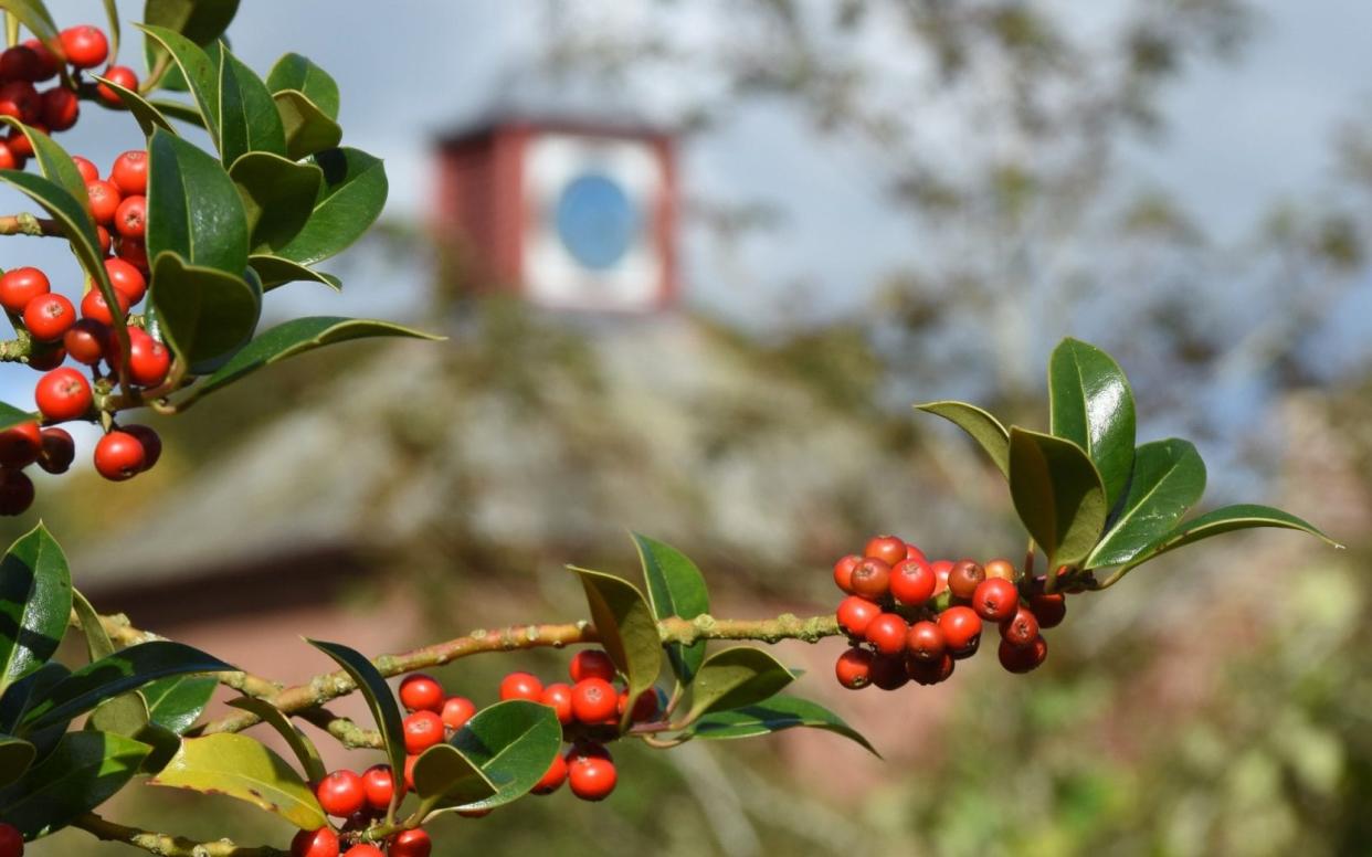 Holly berries at Acorn Bank, Cumbria  - Â©National Trust Images/Melvin Jefferson