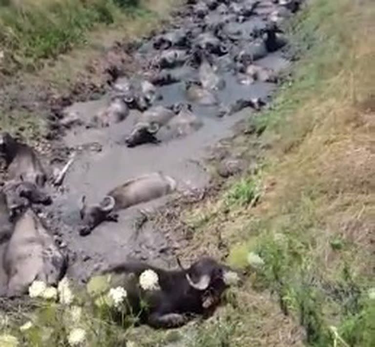 Búfalos sobre un arroyo seco