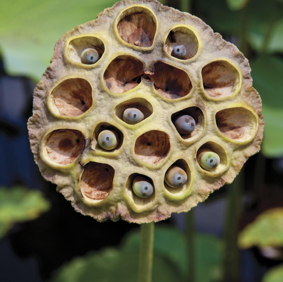 Is Trypophobia Really a Fear of Holes or Something Else Entirely