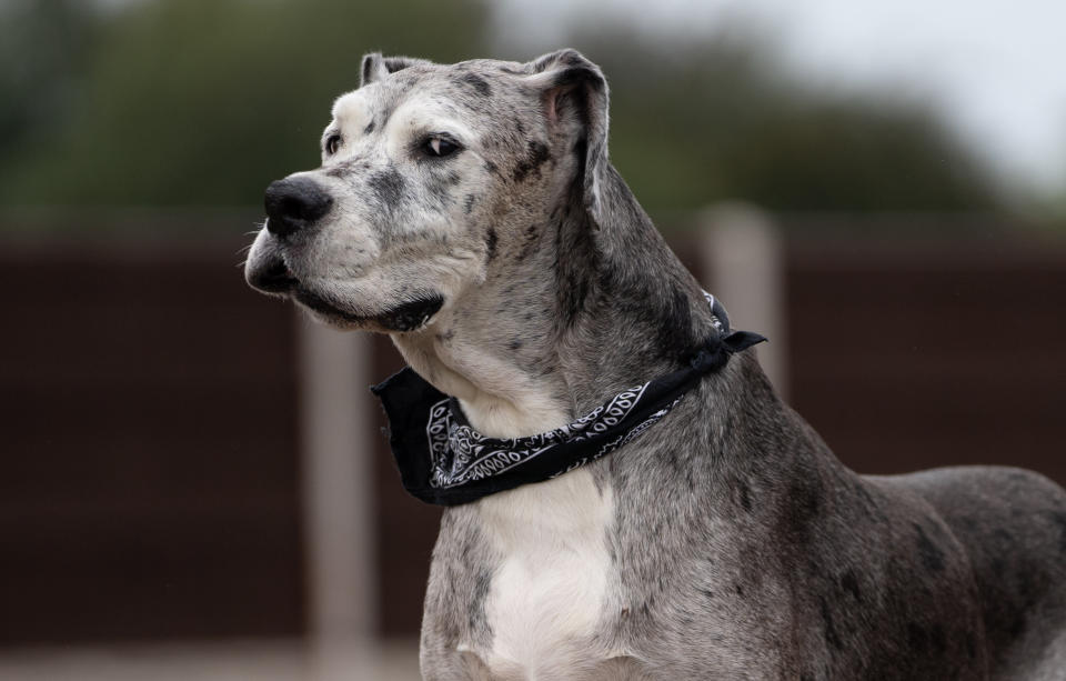 A British Great Dane who loves chicken dinners is thought to be the oldest in the world -- after smashing the previous record by years. Pirate the pooch is 11-and-a-half years old and has been adored by the Valentino family since they rescued him from the RSPCA more than a decade ago. One of the biggest breeds in the world, Great Danes often don't live for longer than six or seven years. But the 5ft 10in giant will be celebrating his 12th birthday in a few months time, and is thought to the the oldest of his breed in the world.