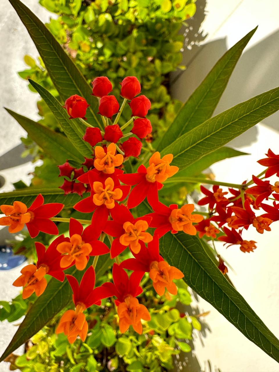 Tropical milkweed, Asclepius curassavica, is widely used and often sold as a native. It can cause monarchs to have a deadly parasitic infection called OE. If you have this milkweed, make sure to cut it back to the ground after monarch caterpillars have eaten the leaves.