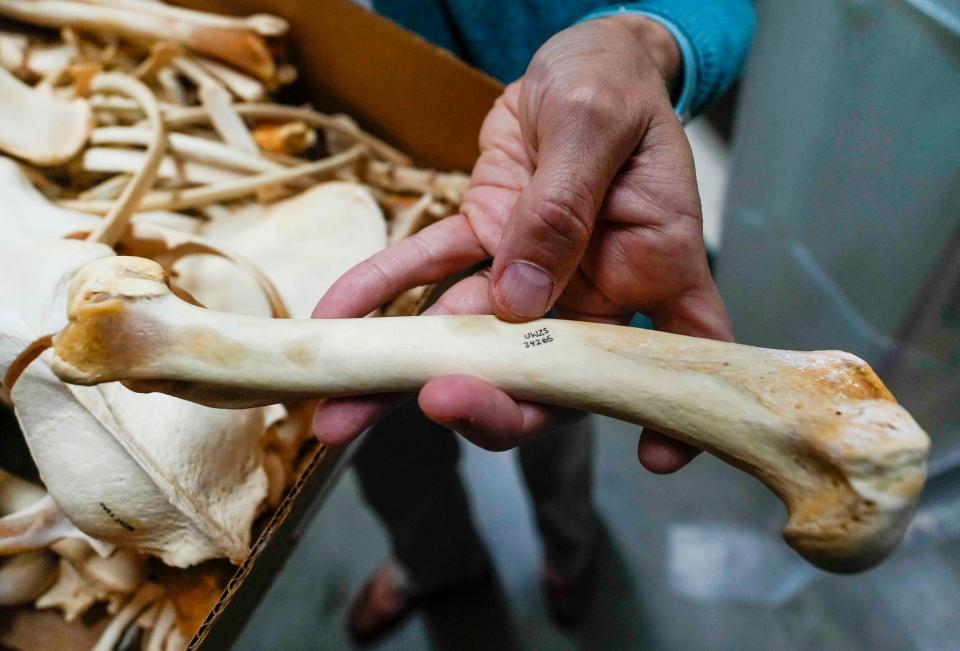 The museum team identifies, cleans, processes, catalogs and curates specimens, which can take several years from start to finish. This wolf bone is tagged to make it easier to locate.