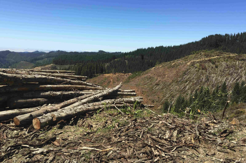 File picture of logging in Oregon. Sarawak Report wrote that Malaysian companies from Sarawak are allegedly trespassing while carrying out logging activities in Papua New Guinea and contributing towards deforestation in the island nation. — Reuters pic