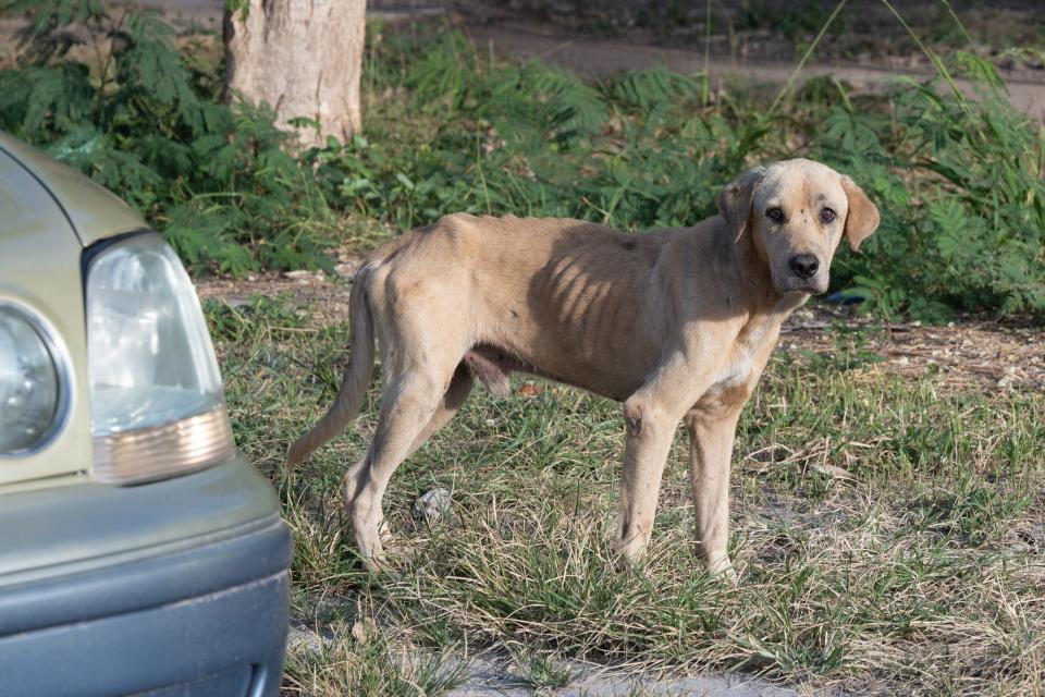 A dog named Bones, now Felix, was starving before volunteers from 4 Leaf Rescue got him off the streets.