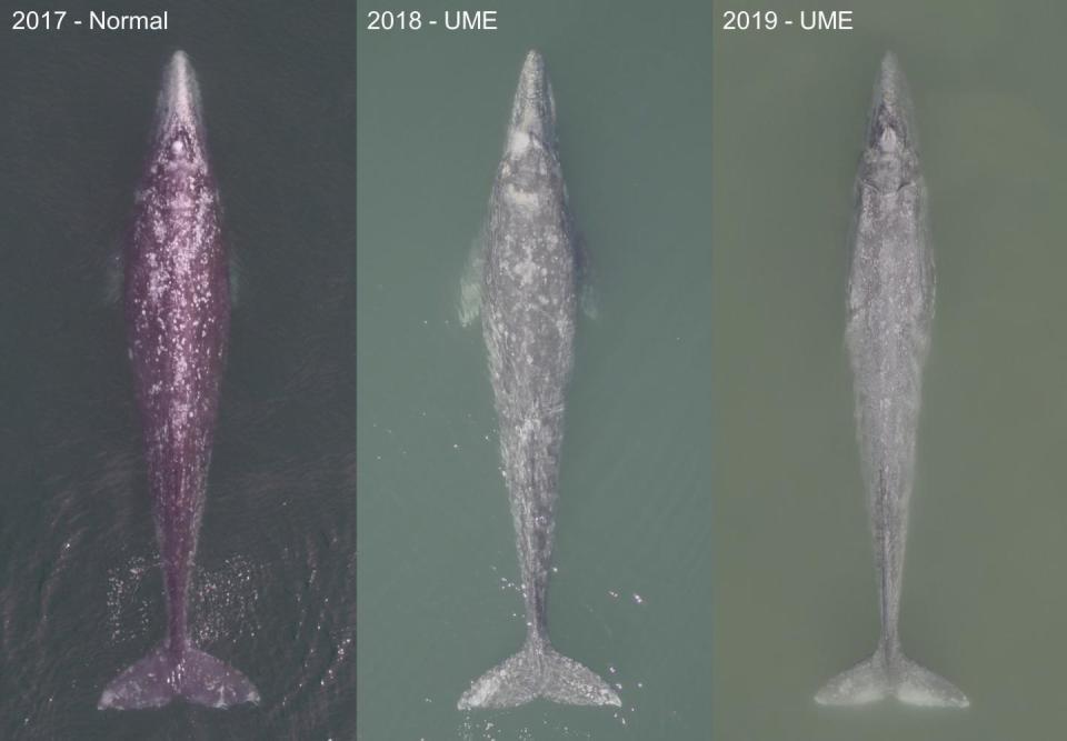 Three adult gray whales photographed between 2017-2019 in Laguna San Ignacio in Mexico, showing the poorer body condition of whales in 2018 and 2019. / Credit: Photos: Fredrik Christiansen (left), Fabian Rodríguez-González (center) and Hunter Warick (right).