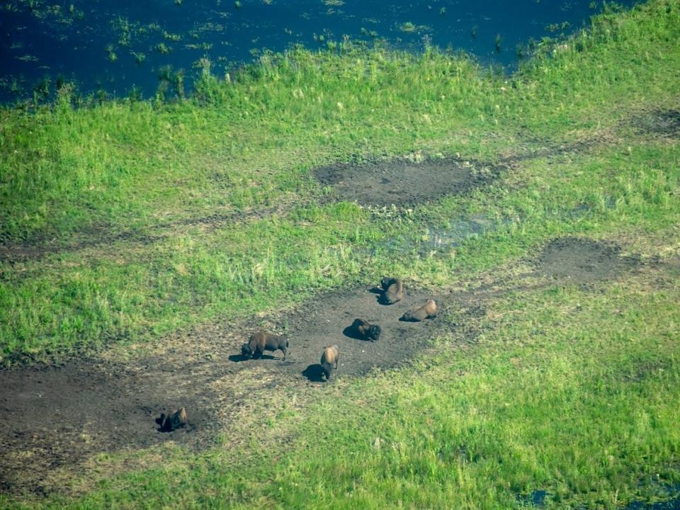 Bison laying in wallows as seen from a surveillance flight. Bison contract anthrax from dust spores inhaled while taking dust baths. (Submitted by A Erasmus, Parks Canada. - image credit)
