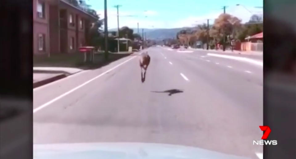 Footage has emerged of the animal navigating Adelaide roads on Monday. Source: 7news