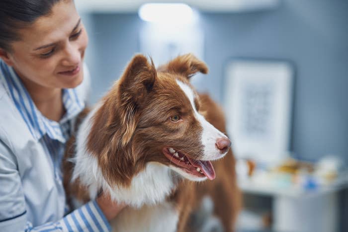 border collie at the vet