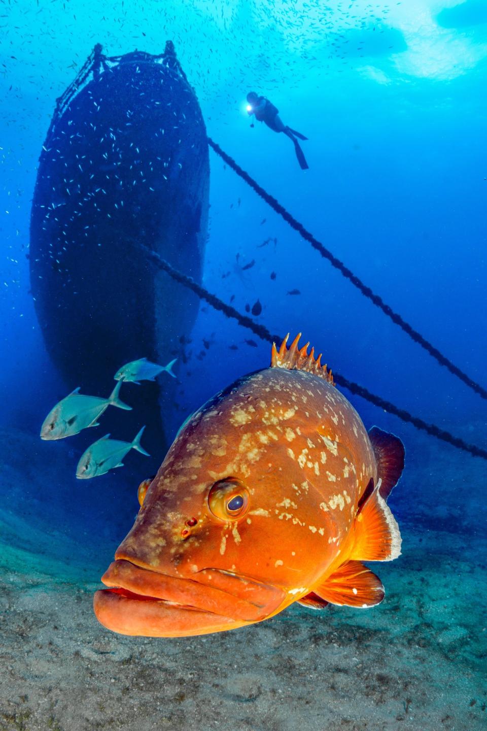 A giant perch in front of a shipwreck with a diver. Panto Santo, Portugal.
