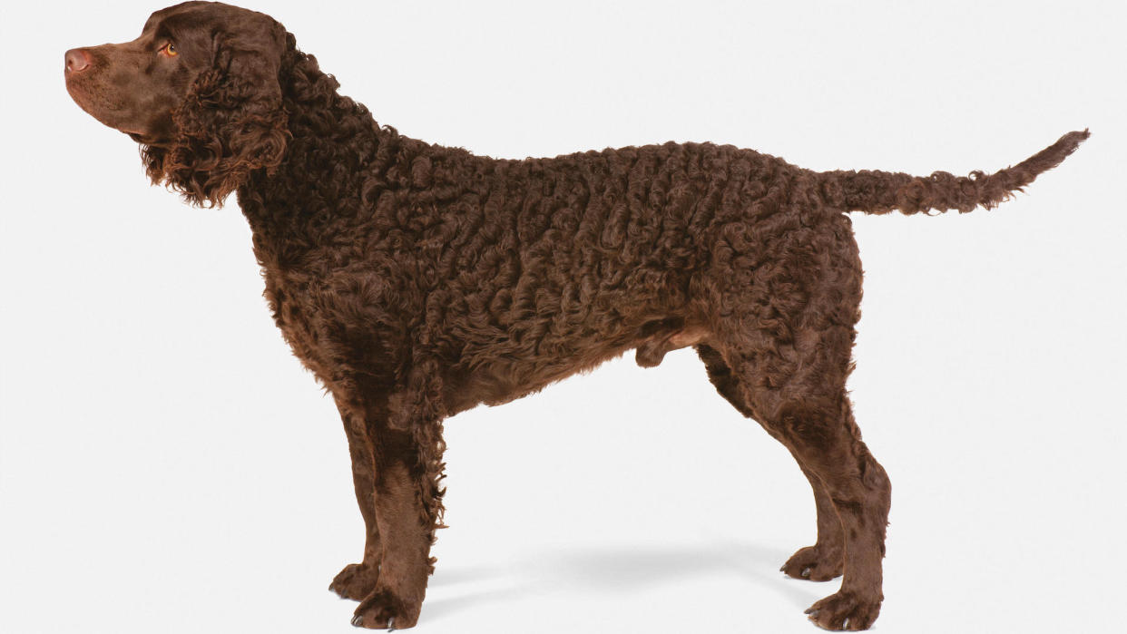 Side on profile of American water spaniel