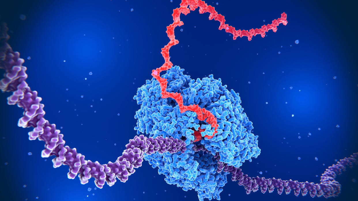  A large blue enzyme is shown interacting with a large purple DNA molecule and spitting out a red RNA molecule. 