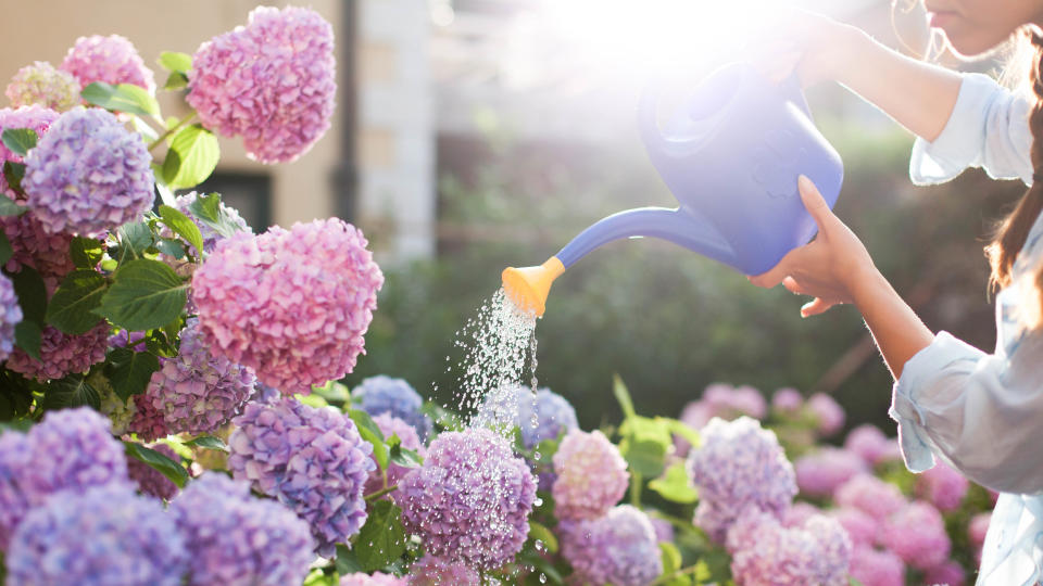 Someone watering hydrangeas with a watering can