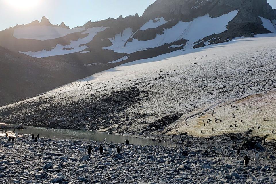 Chinstrap penguins Antarctica