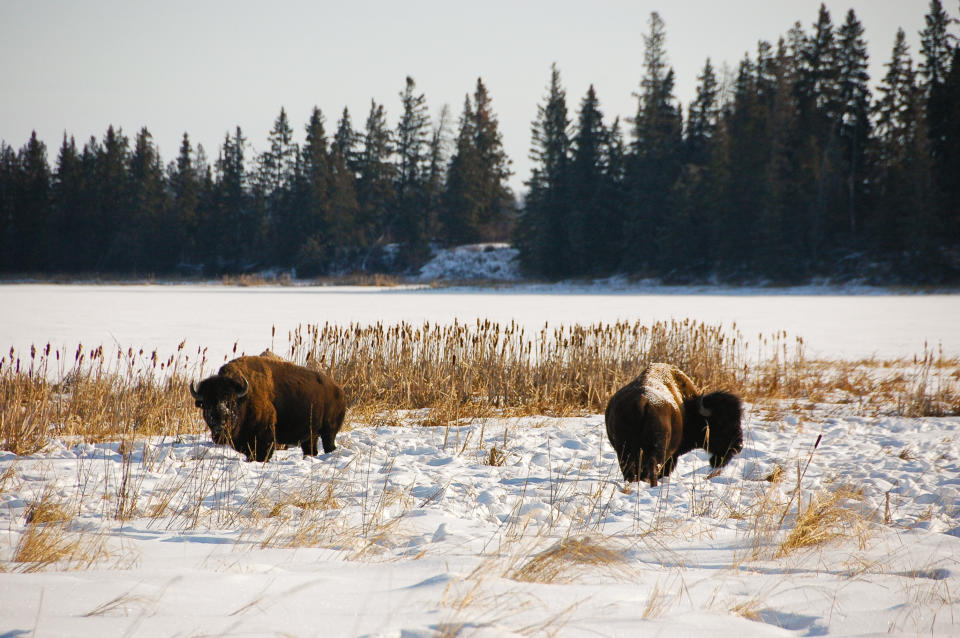 A pair of wood bison (Bison bison athabascae) grazing near a snow covered lake in Elk Island National Park, Alberta, Canada