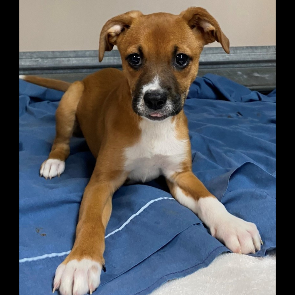 Nylabone the puppy from Austin Humane Society.