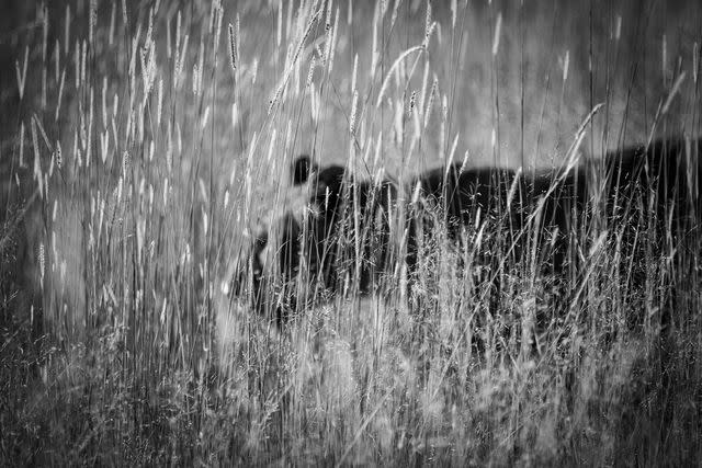 <p>Crookes&Jackson</p> A lion cub practices hunting in long grass.