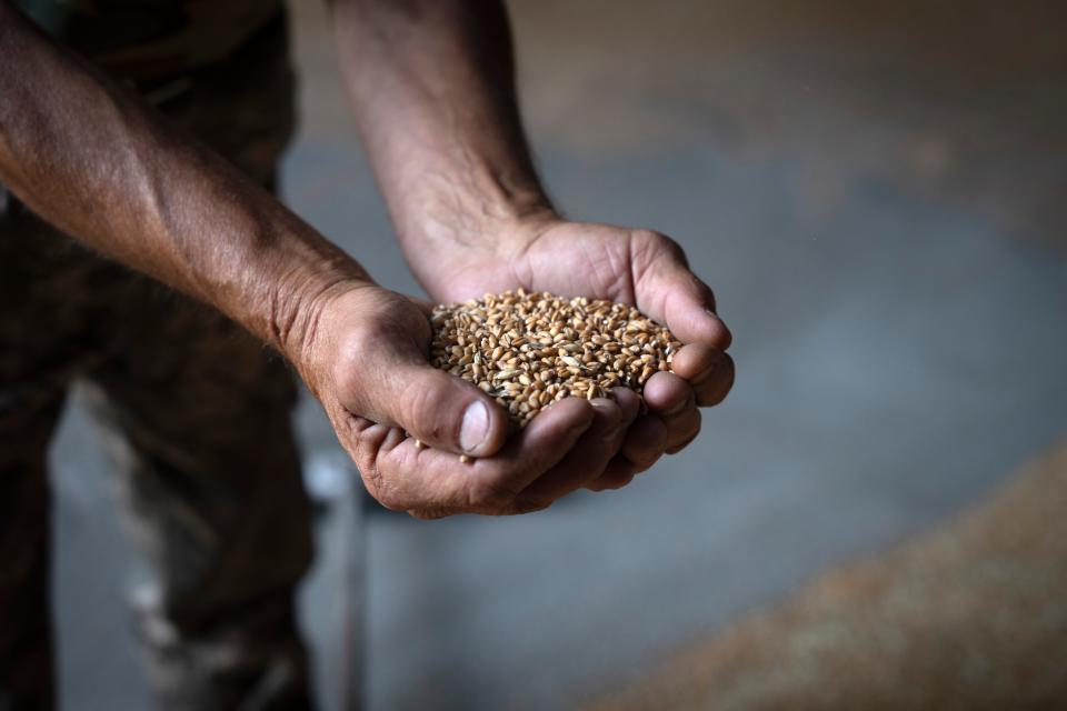 A farmer holds grain (stock image) (Copyright 2023 The Associated Press. All rights reserved)