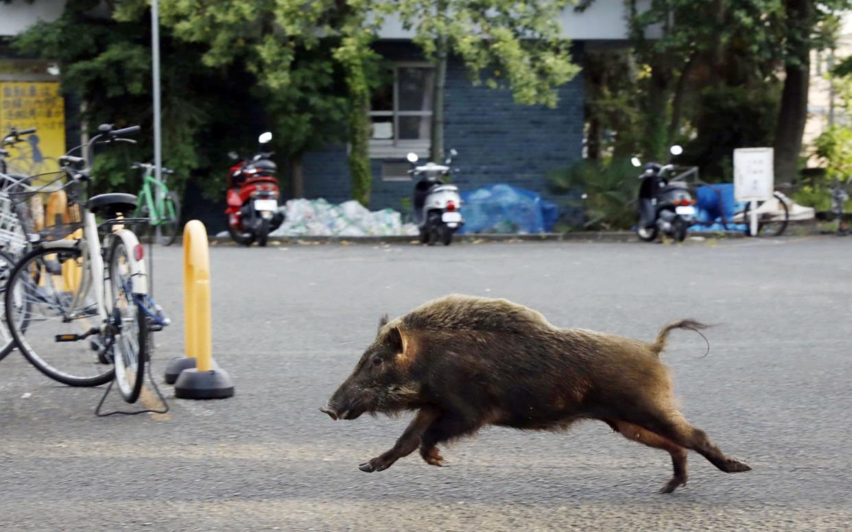 A wild boar runs through the grounds of a Kyoto University dormitory in the western Japan city of Kyoto - 2017 Kyodo News