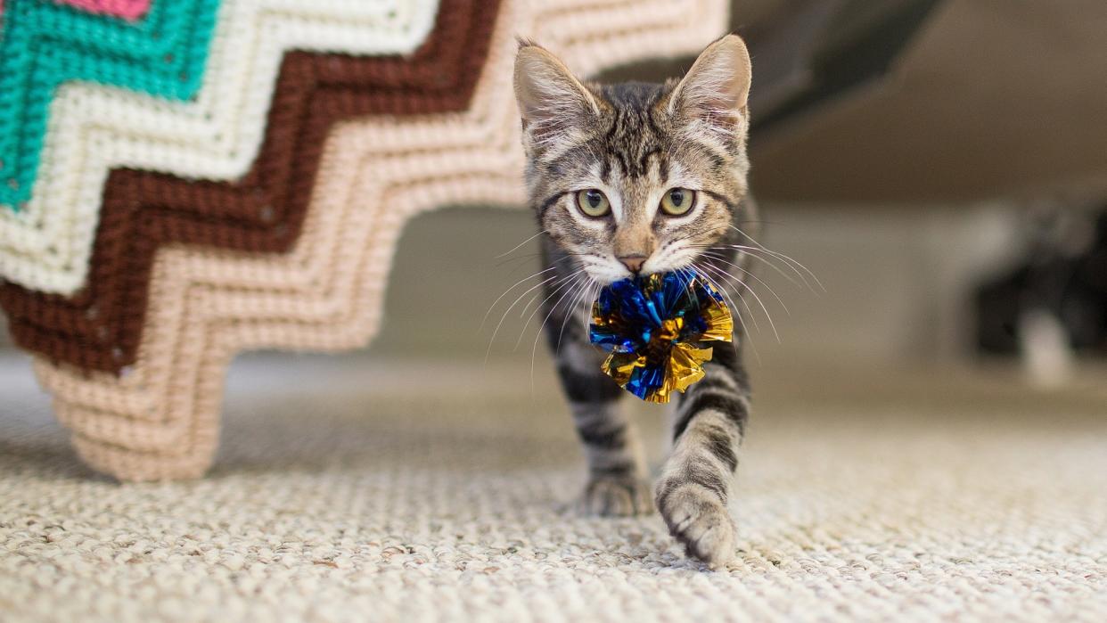  Tabby kitten playing fetch with a metallic blue and gold foil ball. 