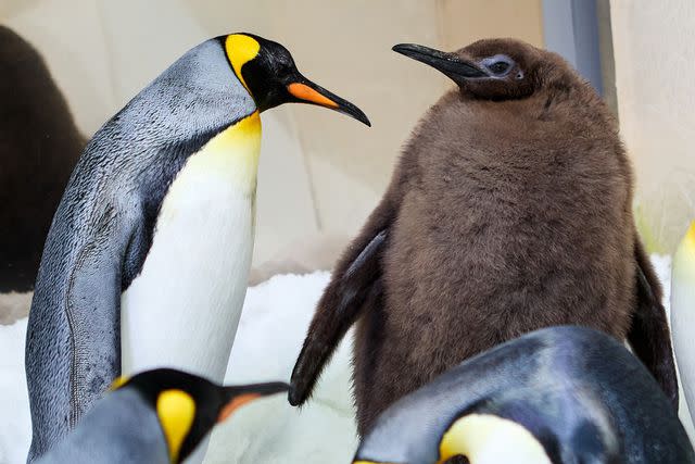 <p>SEA LIFE Melbourne/Instagram</p> Pesto the baby King Penguin with an adult penguin