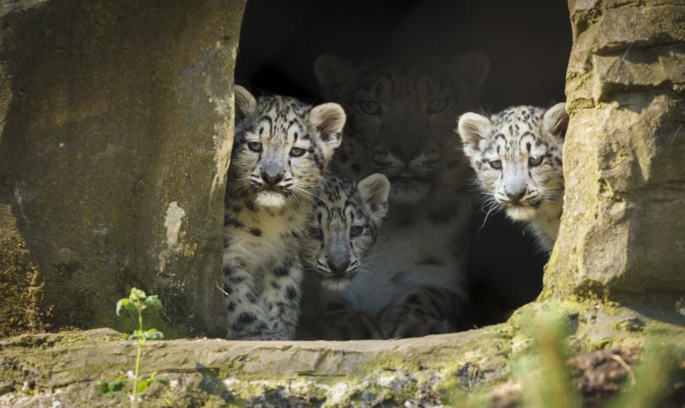 Snow Leopards at Marwell Zoo