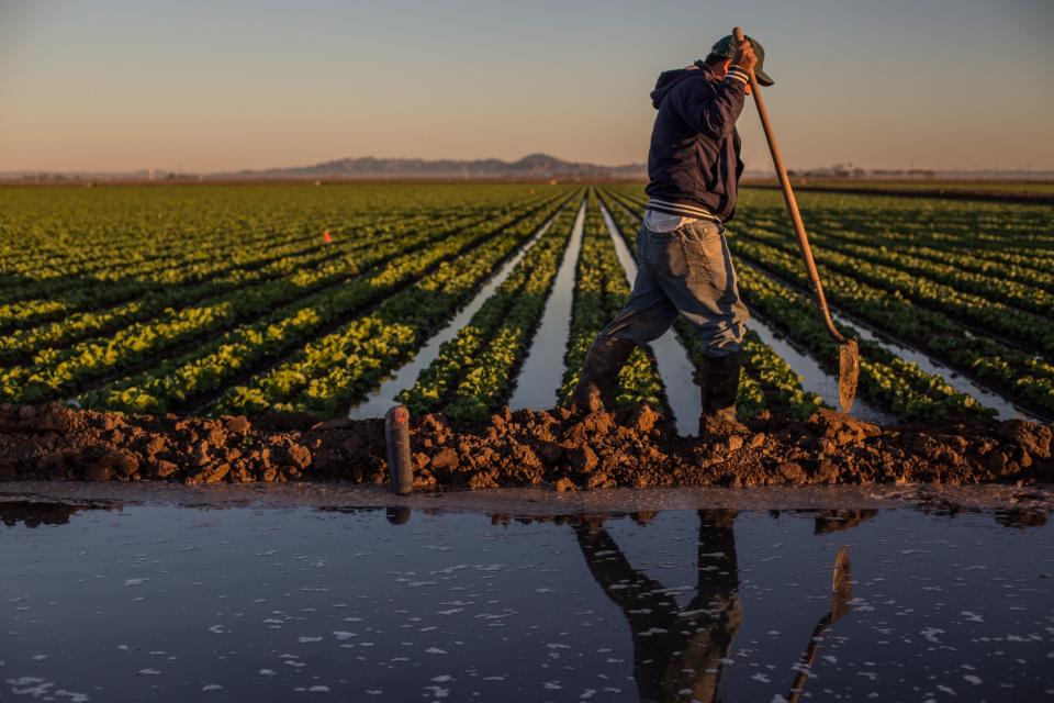 Farming along the Lower Colorado River. (Photo: Amy Martin)