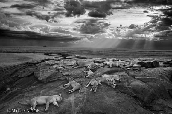 An award-winning photo of five lionesses and their cubs shows the pride just after the females fought off one of the males in the group.