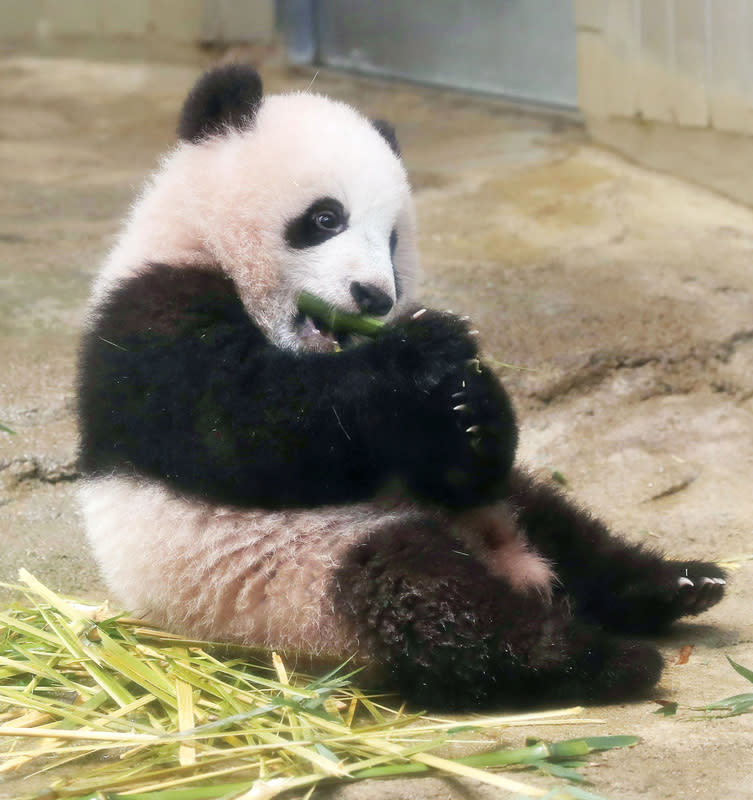 上野動物園大貓熊寶寶香香　媒體前初登場 (圖)