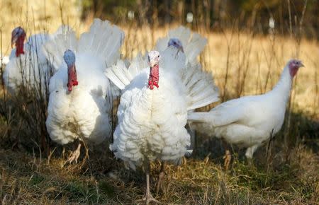 A group of Beltsville Small White turkeys are seen at the farm of Julie Gauthier in Wake Forest, North Carolina, November 20, 2014. REUTERS/Chris Keane