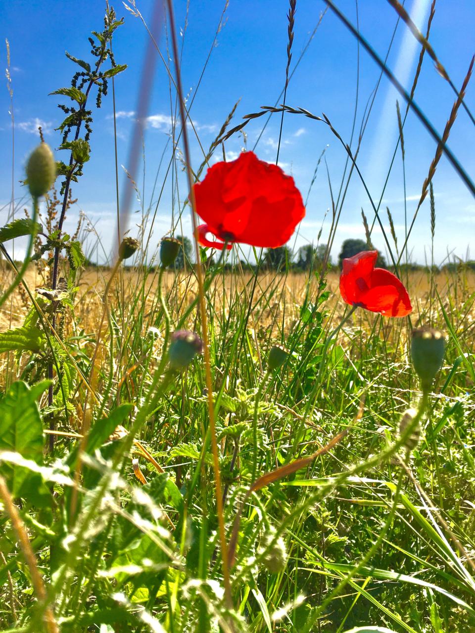 Wild flowers including poppies line the cycle routeSadie Whitelocks