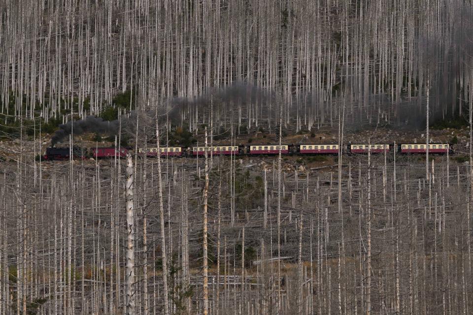 A steam train drives through a forest, destroyed by the bark beetle and drought, in the Harz mountains near the train station in Schierke, Germany, Sunday, Oct. 23, 2022. This was the year war returned to Europe, and few facets of life were left untouched. Russia’s invasion of its neighbor Ukraine unleashed misery on millions of Ukrainians, shattered Europe’s sense of security, ripped up the geopolitical map and rocked the global economy. The shockwaves made life more expensive in homes across Europe, worsened a global migrant crisis and complicated the world’s response to climate change. (AP Photo/Matthias Schrader)