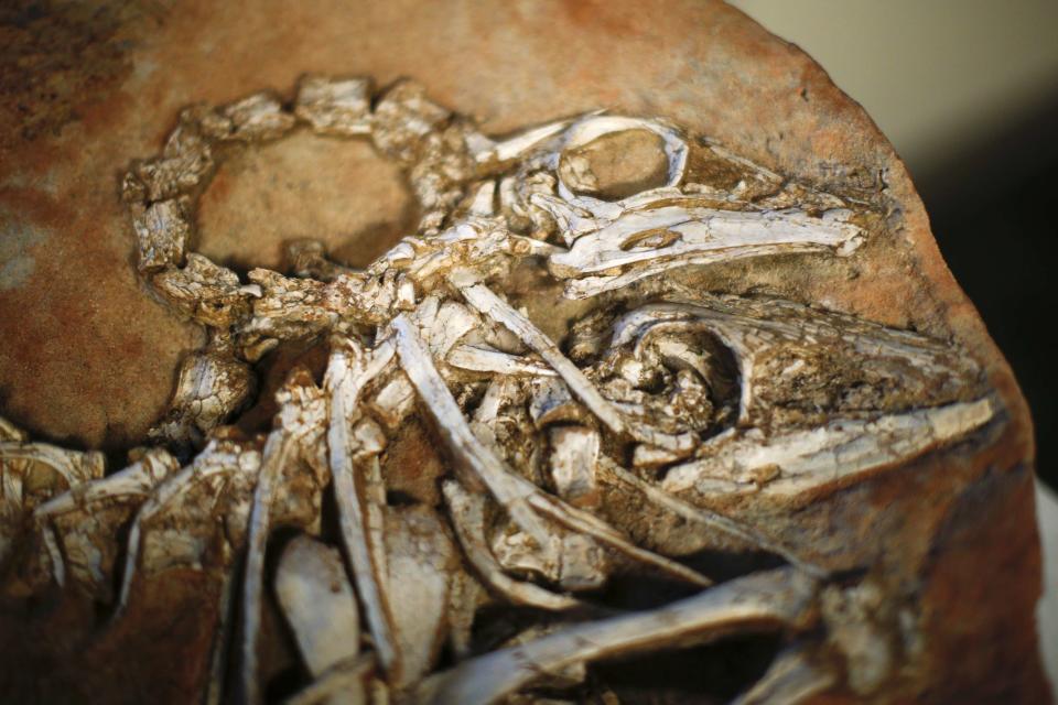 The heads of two Gallimimus dinosaur skeletons are on display during a repatriation ceremony at the United States Attorney's Office of Southern District in New York July 10, 2014. U.S. authorities on Thursday agreed to ship the remains of 18 dinosaurs back to Mongolia after finding the smuggled fossils during a criminal investigation. The dinosaur remains, all between 68 million and 80 million years old, were looted from sites in the Gobi desert. REUTERS/Eduardo Munoz (UNITED STATES - Tags: CRIME LAW SCIENCE TECHNOLOGY POLITICS ANIMALS SOCIETY)