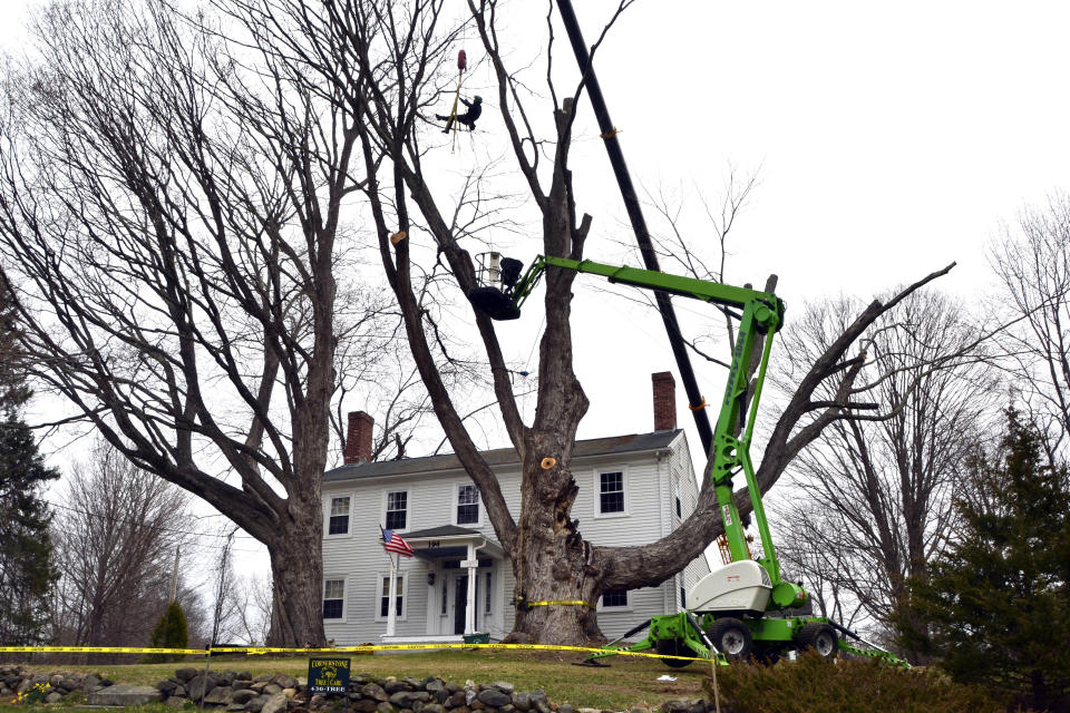 Micum Davis is suspended in the air while working to cut down a sugar maple tree, in Kensington, N.H., Monday, April 5, 2021. The 100-foot-tall tree, believed planted in the late 1700s, was cut down for safety reasons. (AP Photo/Michael Casey)