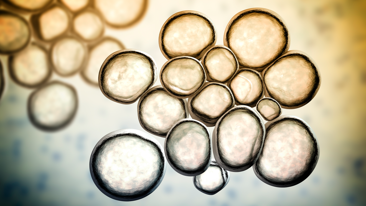 Ureaplasma, a form of bacteria, pictured close up, as clusters of translucent globules.