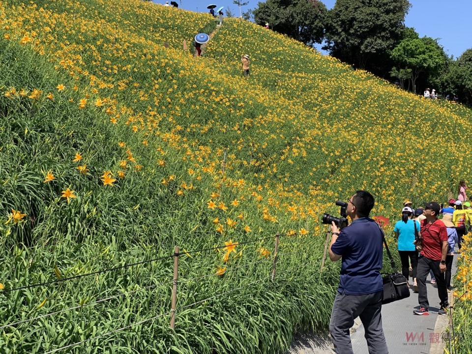 ▲花壇虎山巖成千上萬的金黃色金針花在山丘上綻放，吸引了近萬遊客紛紛前來賞花。（資料照　記者陳雅芳攝）