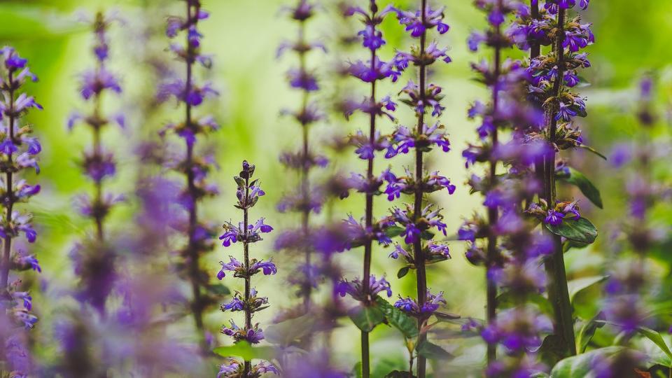 sage flowers in the forest, salvia