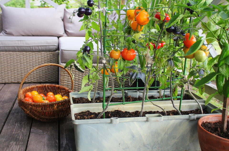 Dem Gemüse beim Wachsen und Gedeihen zuschauen: Auch auf einem kleinen Balkon lassen sich verschiedene Gemüse-, Obst- und Kräutersorten anbauen. (Getty Images)