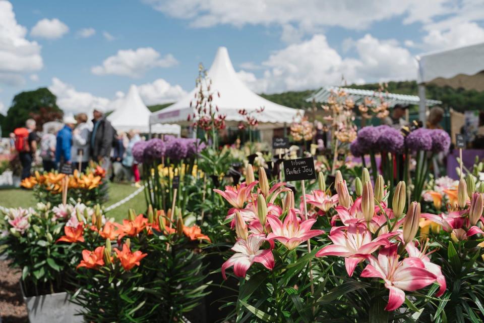 <p>The RHS <a href="https://www.housebeautiful.com/uk/garden/a28749085/chatsworth-flower-show/" rel="nofollow noopener" target="_blank" data-ylk="slk:Chatsworth Flower Show;elm:context_link;itc:0;sec:content-canvas" class="link ">Chatsworth Flower Show</a> will return for the fourth time in 2020 bursting with glorious summer blooms and innovative garden designs. This year will see the return of the Mindfulness Gardens, a category launched to celebrate the benefits of gardens and outdoor spaces for physical and mental wellbeing.</p><p>Set in 35,000 acres of sprawling countryside, RHS Chatsworth is held at Chatsworth House in Derbyshire, home to the Duke and Duchess of Devonshire. Fancy visiting Chatsworth House on the same day? Chatsworth Flower Show ticket holders can get 50% off admission during the show.<strong><br></strong></p><p><strong>RHS Chatsworth Flower Show (11 - 14 June 2020)</strong></p><p>Tickets starting from £28.25</p><p><a class="link " href="https://go.redirectingat.com?id=127X1599956&url=https%3A%2F%2Fwww.rhs.org.uk%2Fshows-events%2Frhs-chatsworth-flower-show&sref=https%3A%2F%2Fwww.housebeautiful.com%2Fuk%2Fgarden%2Fg30414433%2Fgarden-show%2F" rel="nofollow noopener" target="_blank" data-ylk="slk:BUY NOW;elm:context_link;itc:0;sec:content-canvas">BUY NOW</a><br></p>