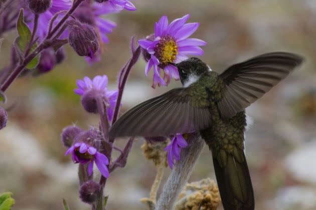 <p>A l'occasion de trois missions auxquelles ont participé une dizaine de scientifiques, des mousses et lichens nouveaux pour le Venezuela ont été trouvés sur le glacier de Humboldt. </p>