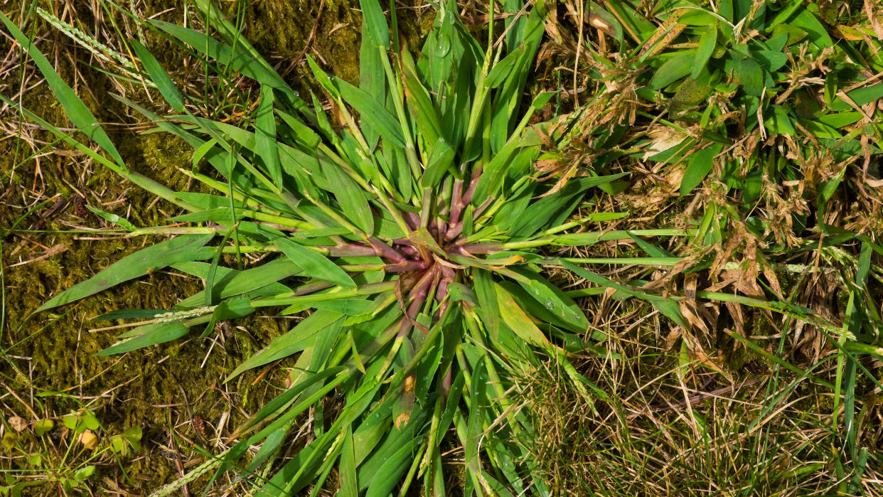  A close up of crabgrass in a lawn . 