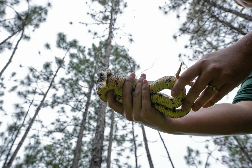 A Louisiana pine snake is held by a biologist with pine trees seen in the background, during the release of several of about 100 of the snakes, which are a threatened species, in Kisatchie National Forest, La., Friday, May 5, 2023. (AP Photo/Gerald Herbert)