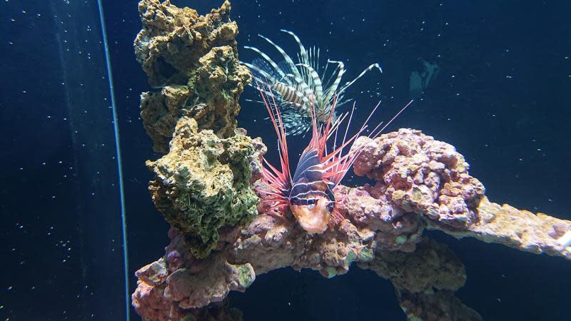 海中花蝴蝶獅子魚　正港台灣海域物種