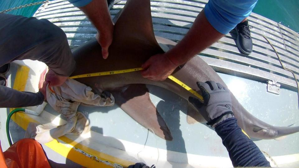 PHOTO: Researchers measure a shark being tagged in the Gulf of Mexico. (Mote Marine Laboratory & Aquarium)