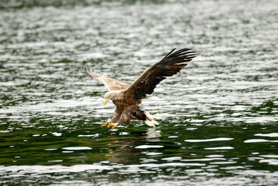 Sea eagle