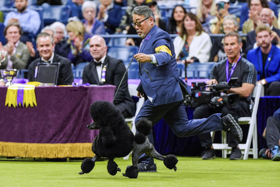 Sage, a miniature poodle, competes with handler Kaz Hosaka for best in show competition during the 148th Westminster Kennel Club dog show Tuesday, May 14, 2024, at the USTA Billie Jean King National Tennis Center in New York. (AP Photo/Julia Nikhinson)